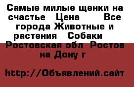 Самые милые щенки на счастье › Цена ­ 1 - Все города Животные и растения » Собаки   . Ростовская обл.,Ростов-на-Дону г.